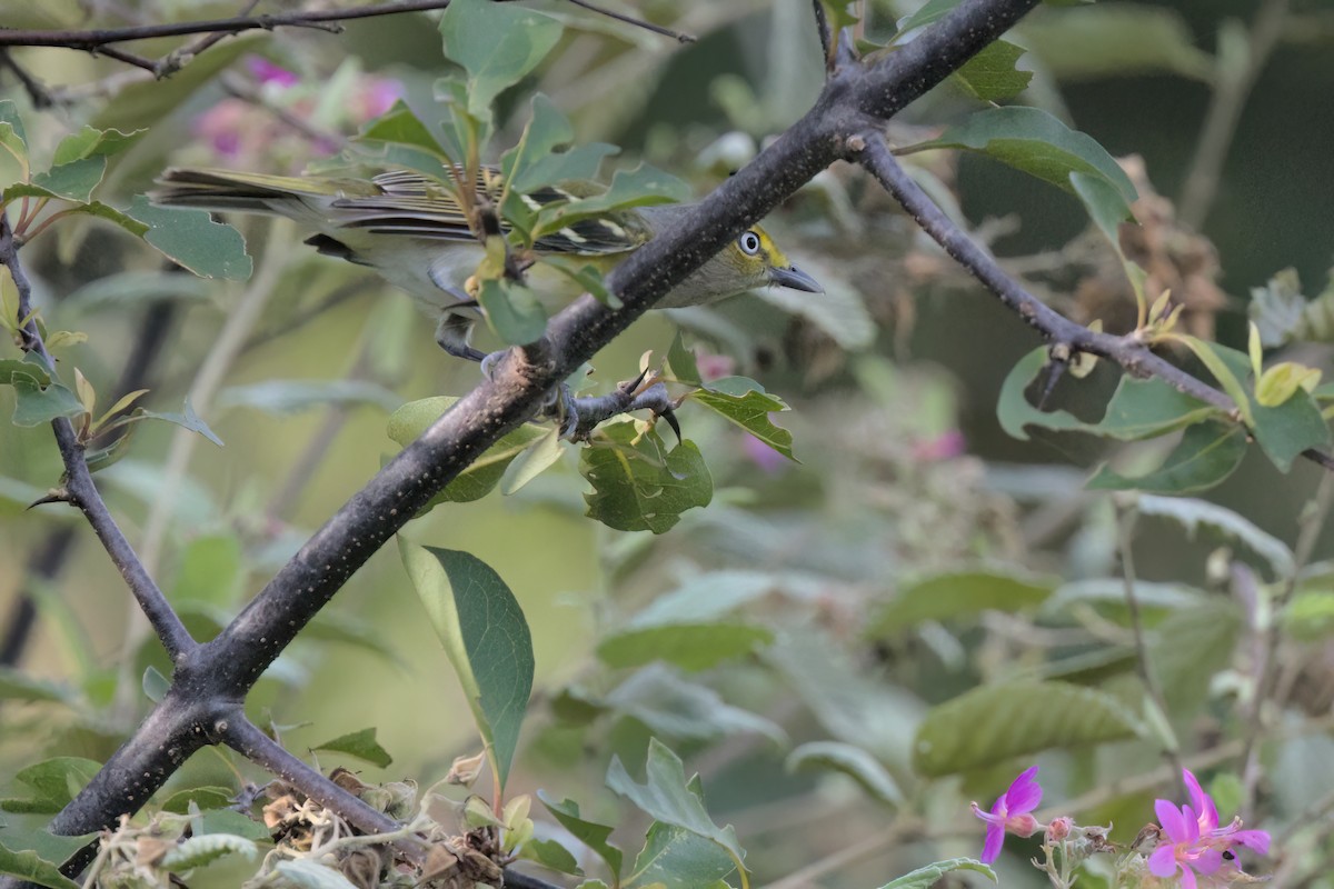 White-eyed Vireo - ML646546329