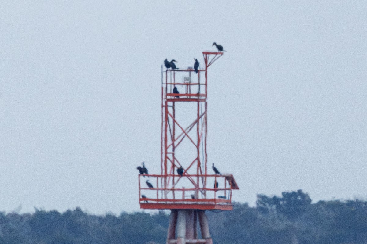 Баклан великий - ML646546331