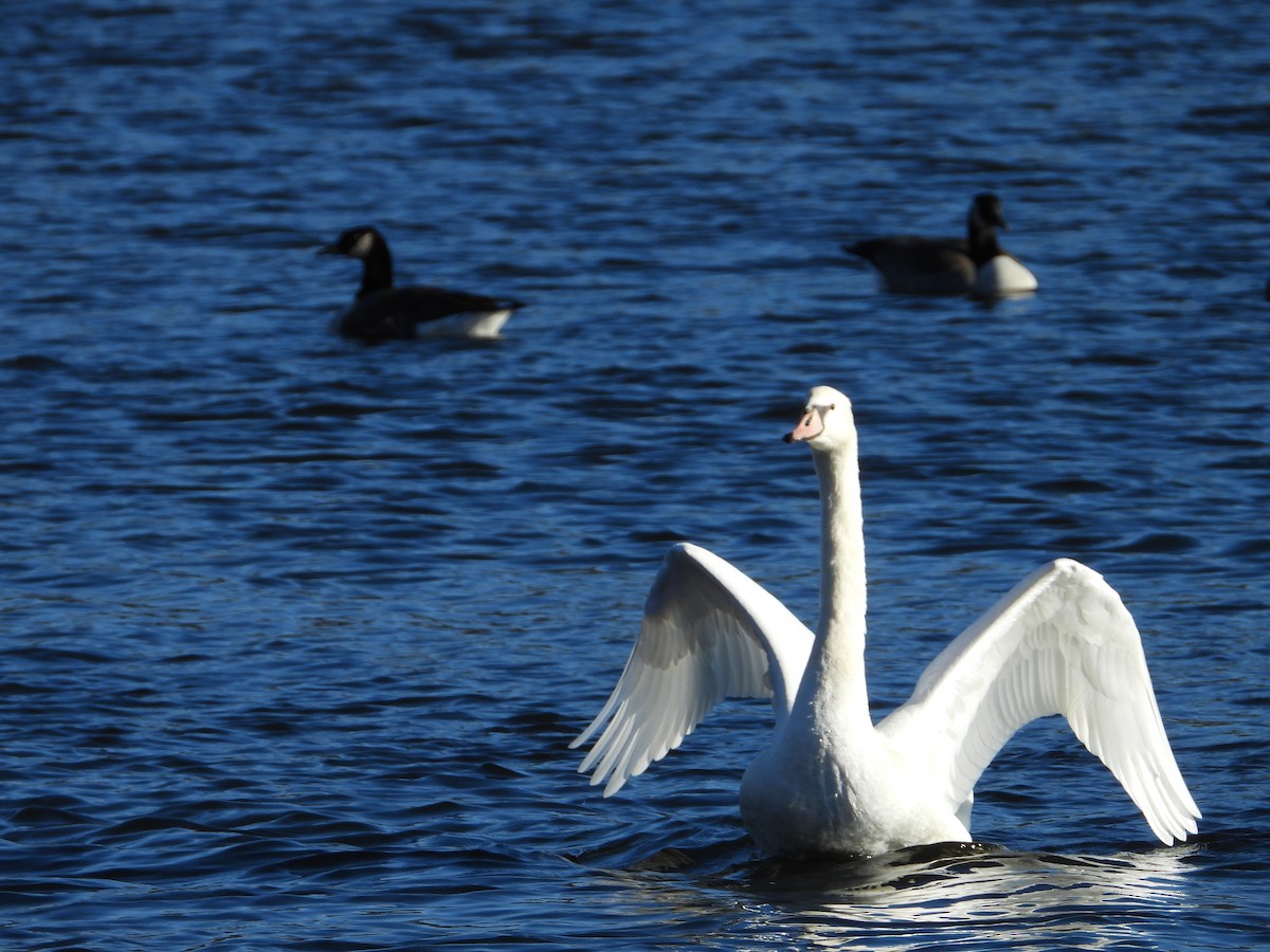 Mute Swan - ML646546333