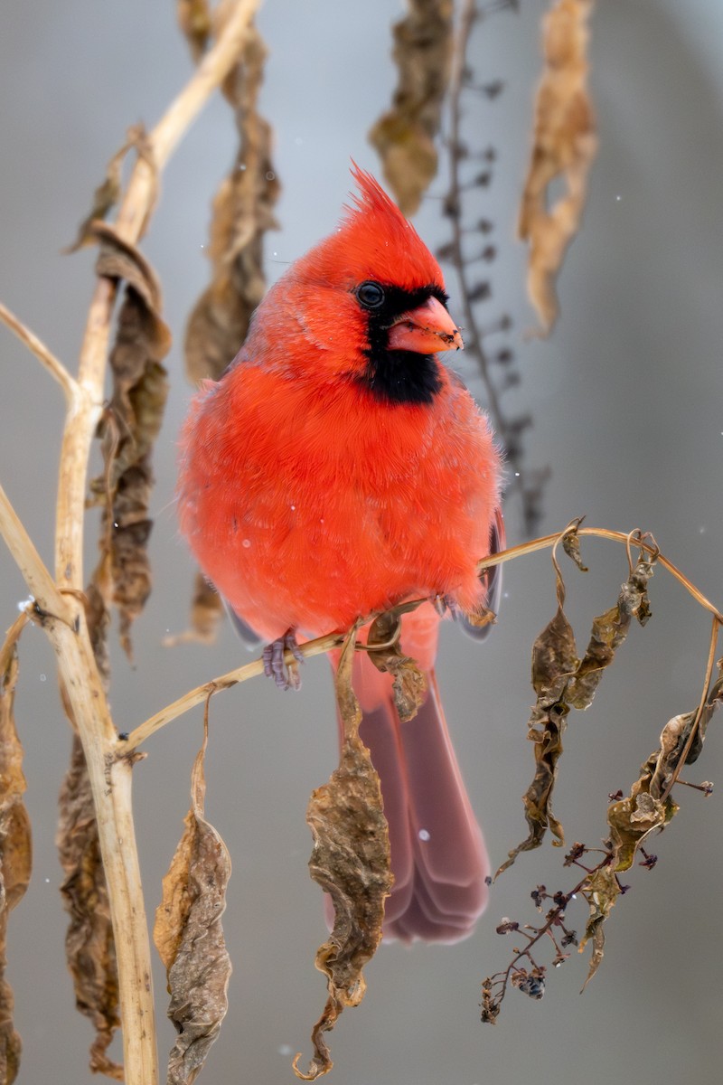 Northern Cardinal - ML646546335