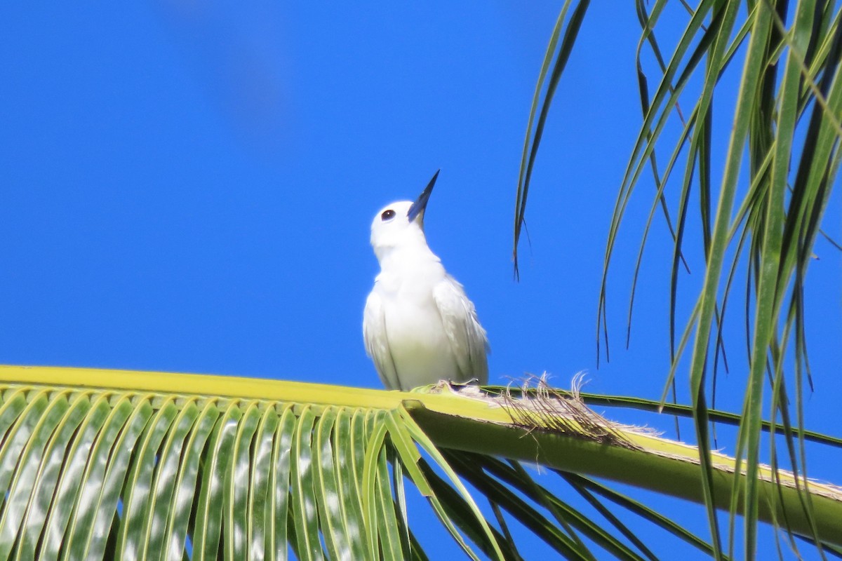 Blue-billed White-Tern - ML646546339
