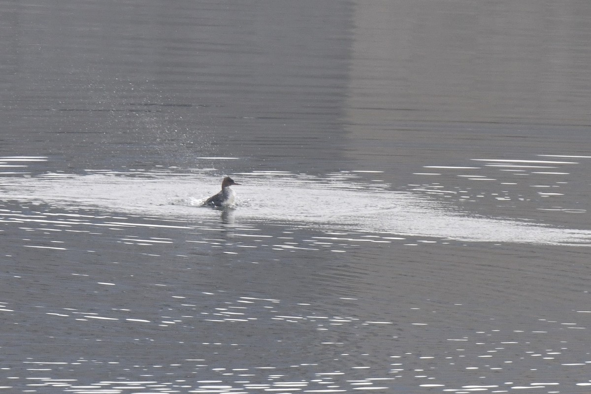 紅胸秋沙 - ML646546342