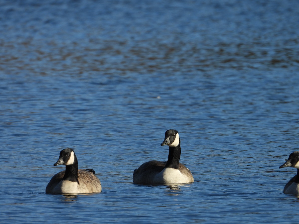 Canada Goose - ML646546343