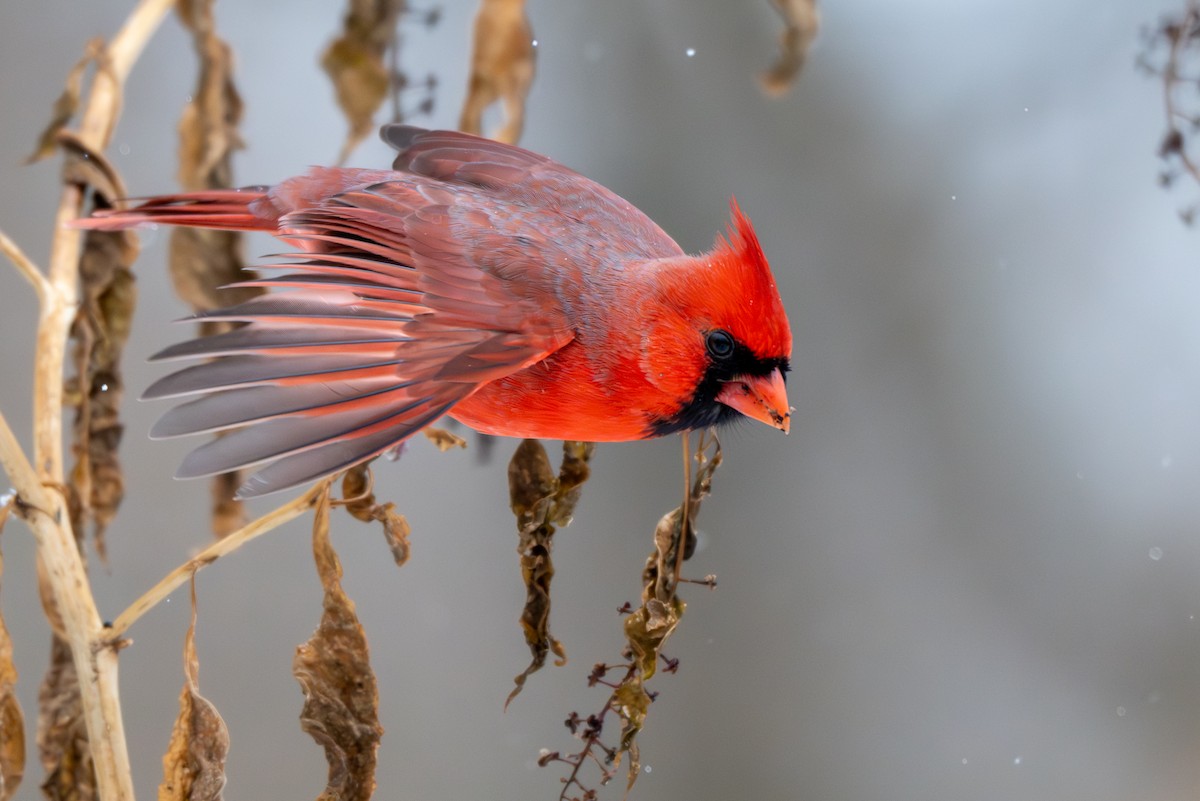 Northern Cardinal - ML646546344