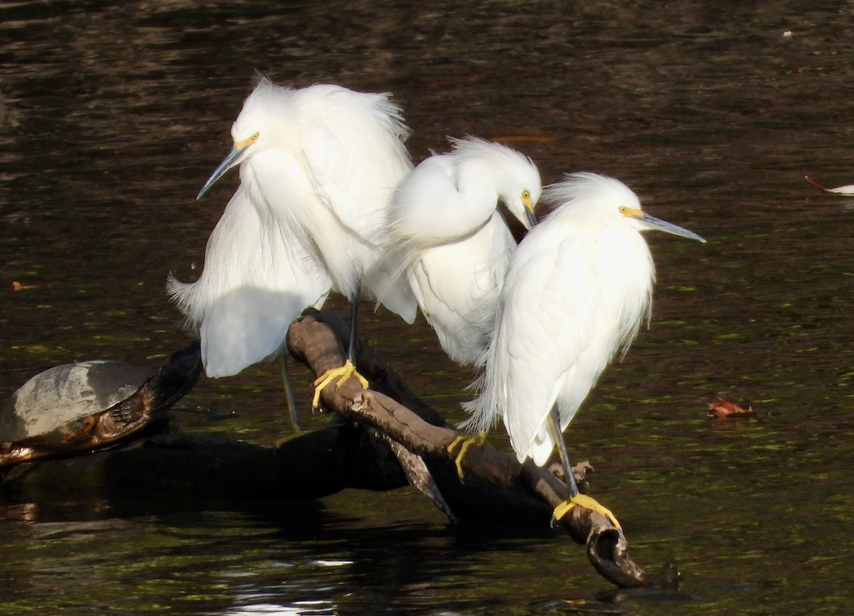 Snowy Egret - ML646546348