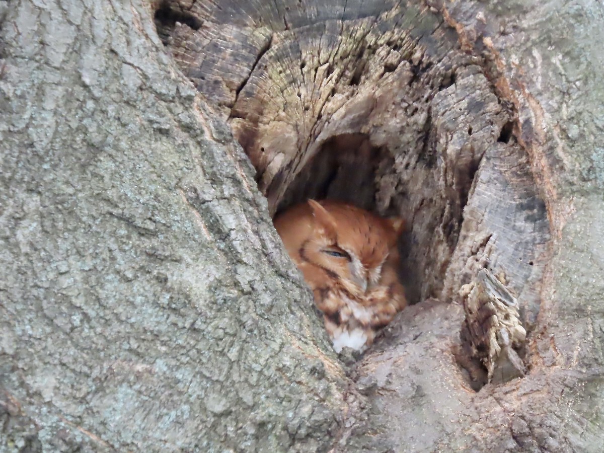 Eastern Screech-Owl - ML646546349