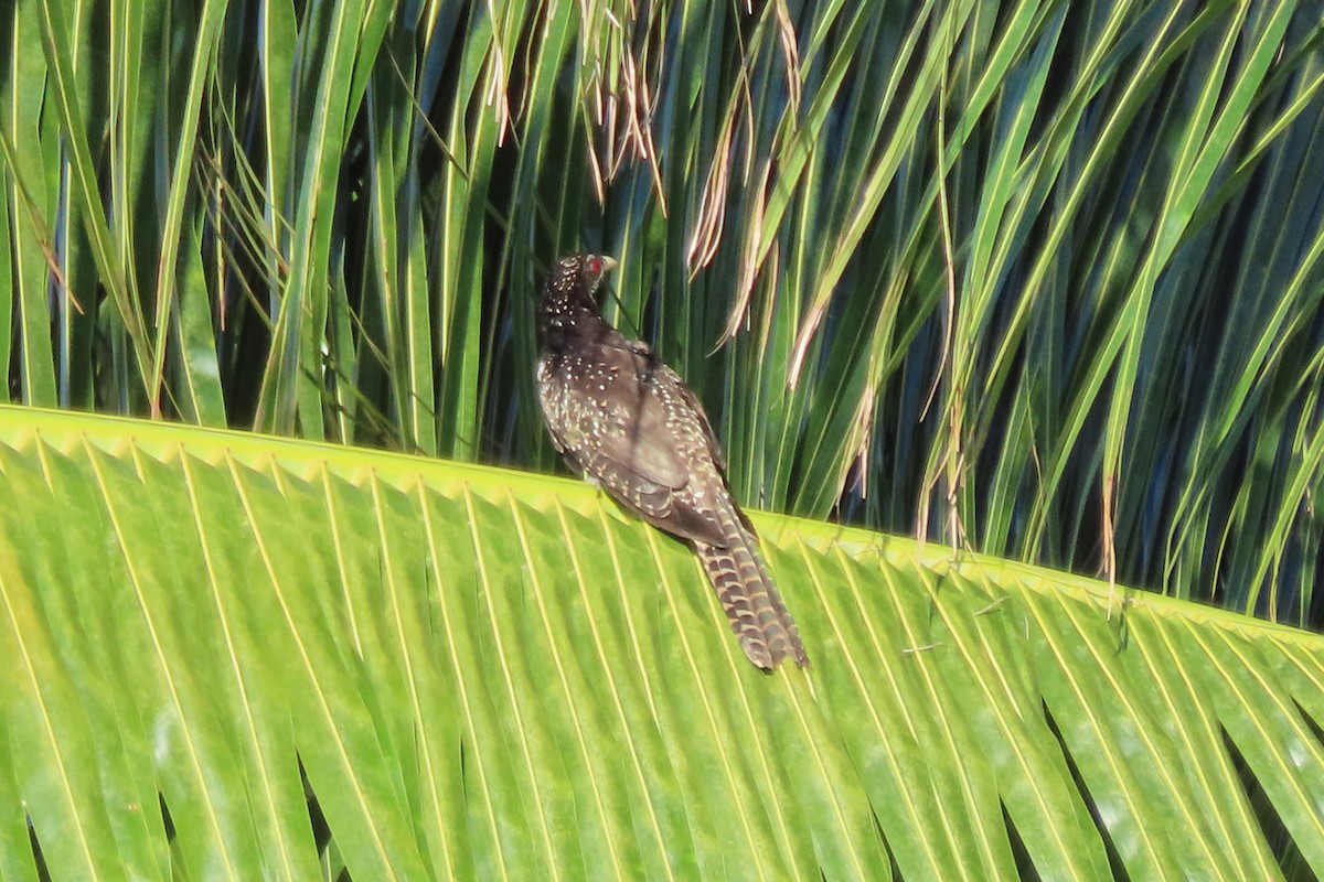 Asian Koel - ML646546350