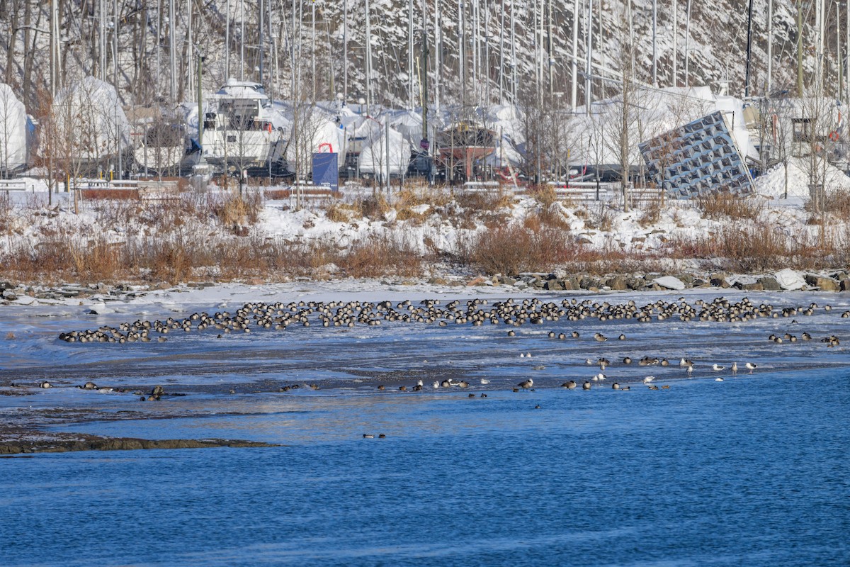 Канадская казарка - ML646546351