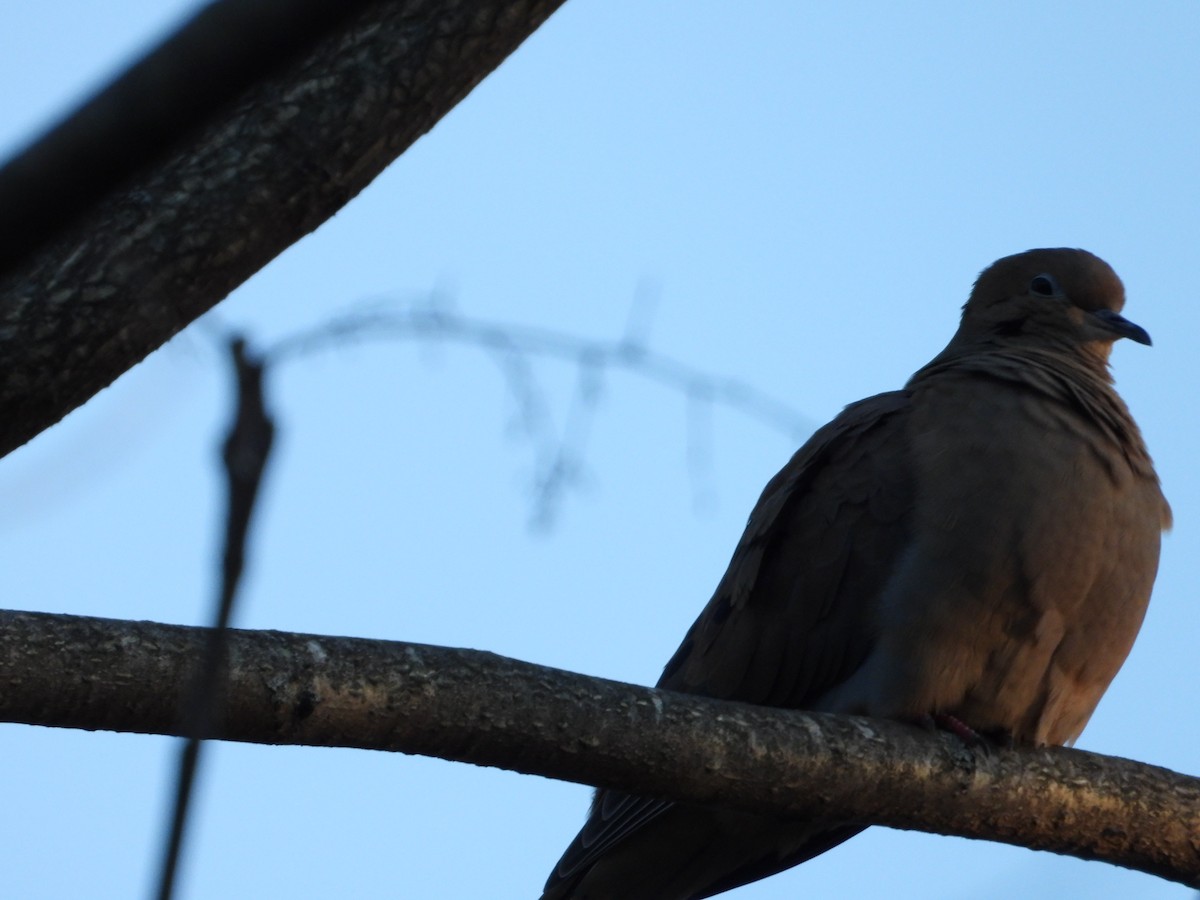 Mourning Dove - ML646546356