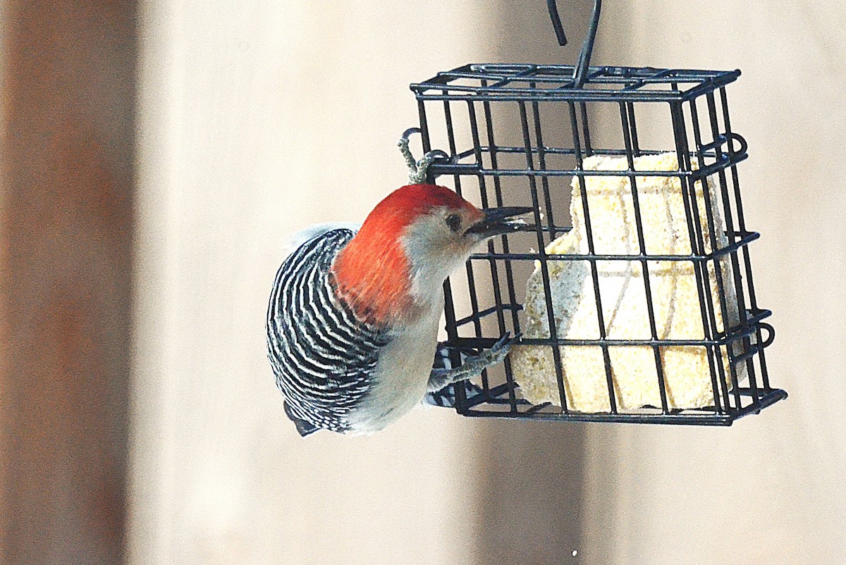 Carolinaspecht - ML646546358