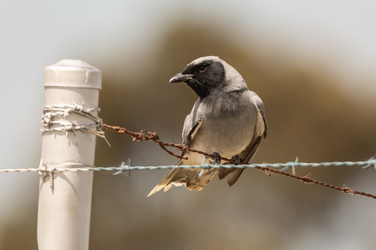 Black-faced Cuckooshrike - ML646546359
