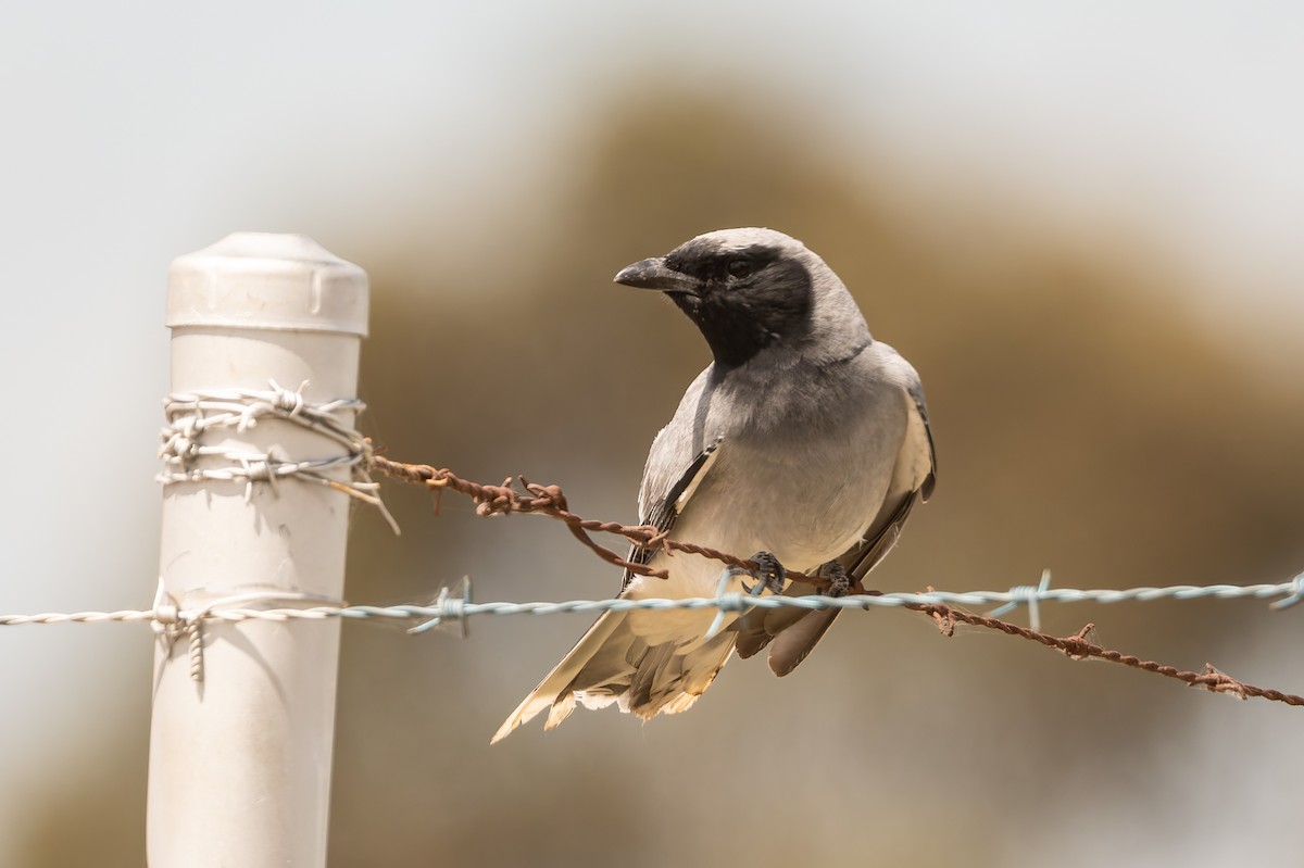 Black-faced Cuckooshrike - ML646546360