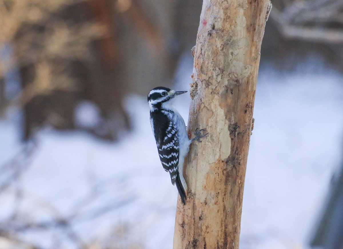 Hairy Woodpecker - ML646546361
