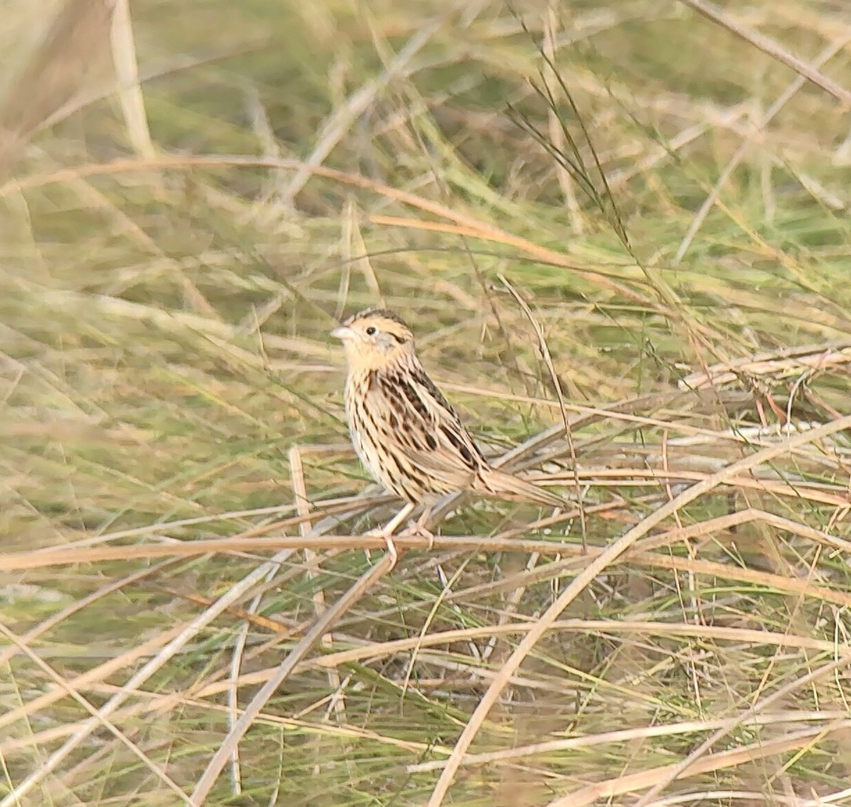 LeConte's Sparrow - ML646546362