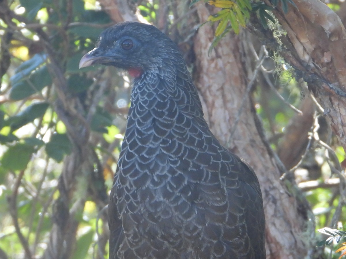 Andean Guan - ML646546363