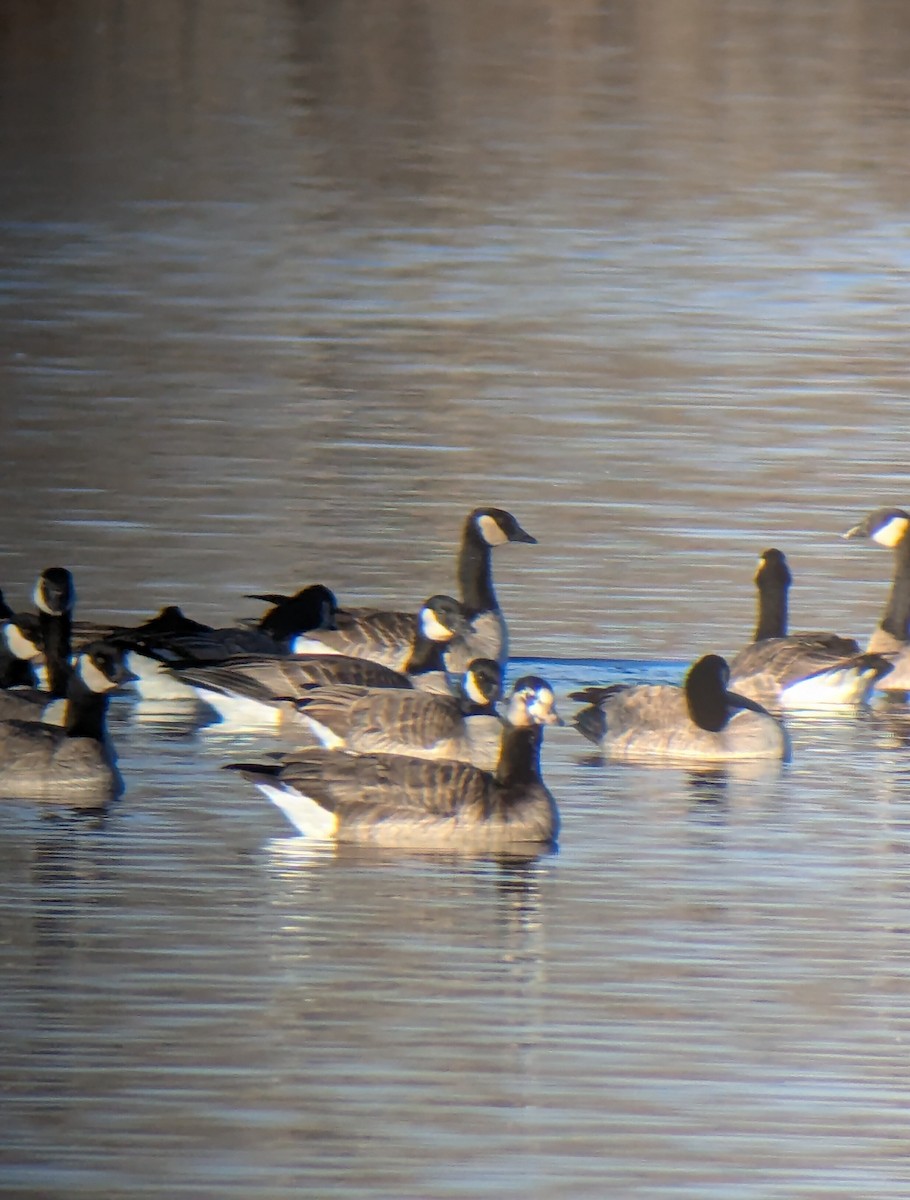 Greater White-fronted x Cackling Goose (hybrid) - ML646546364