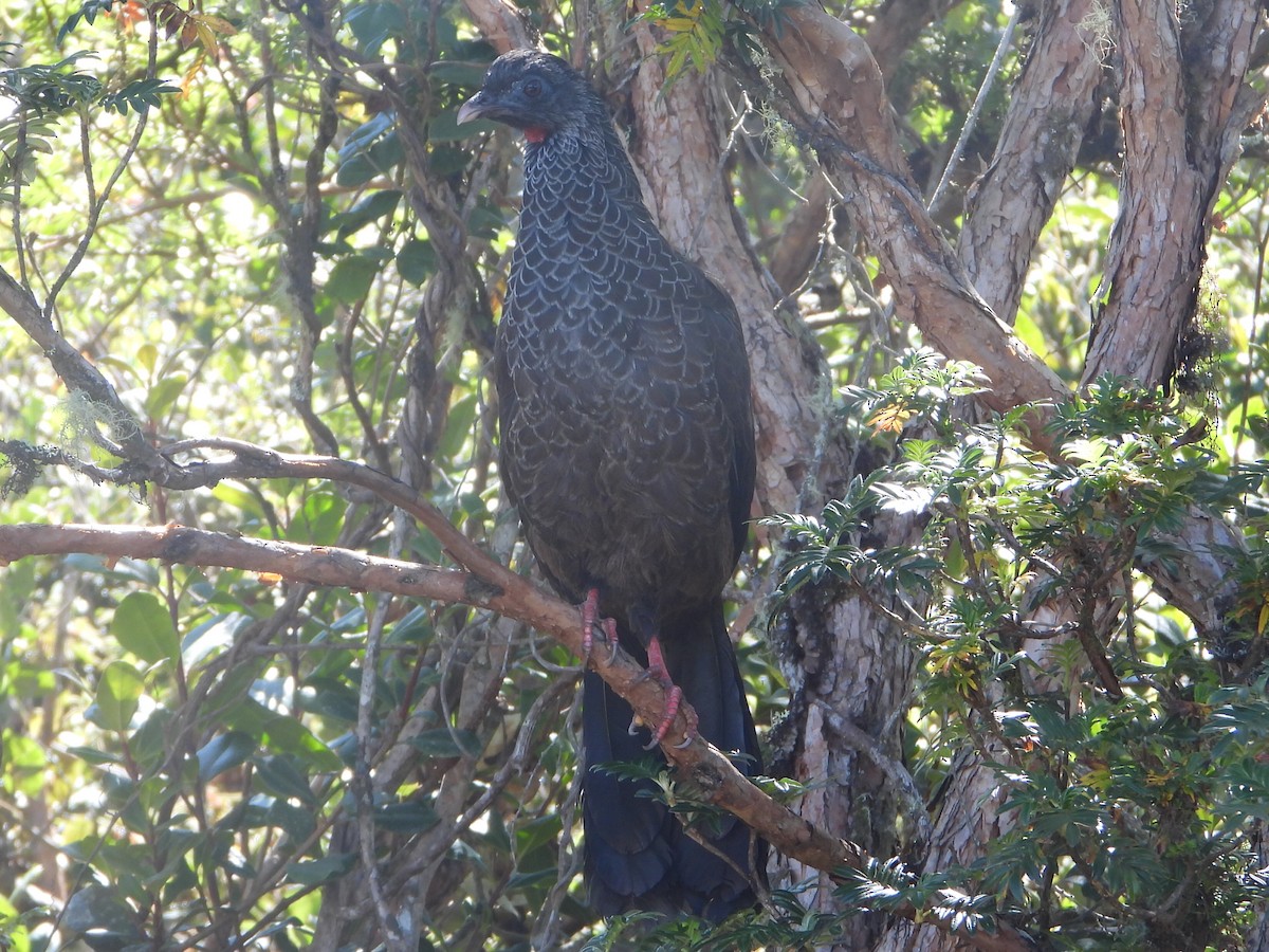 Andean Guan - ML646546365