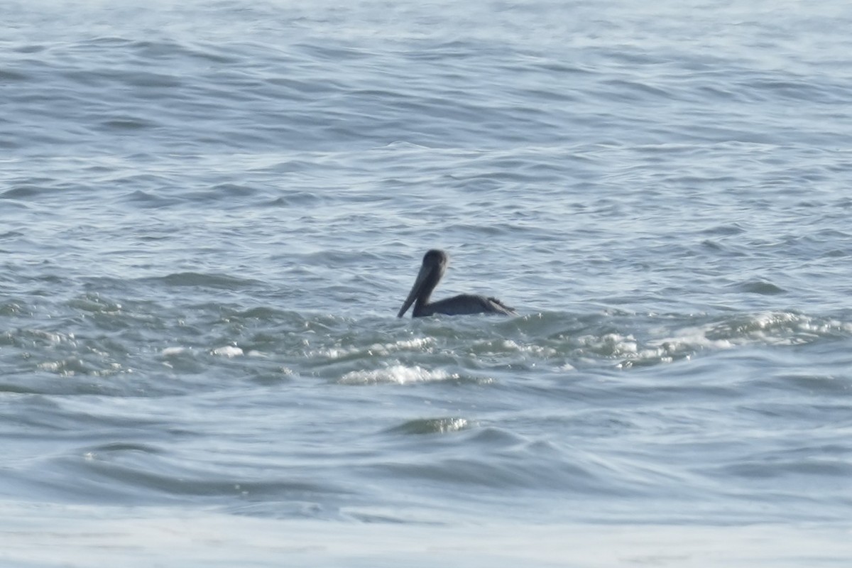 pelikán hnědý (ssp. carolinensis) - ML646546366
