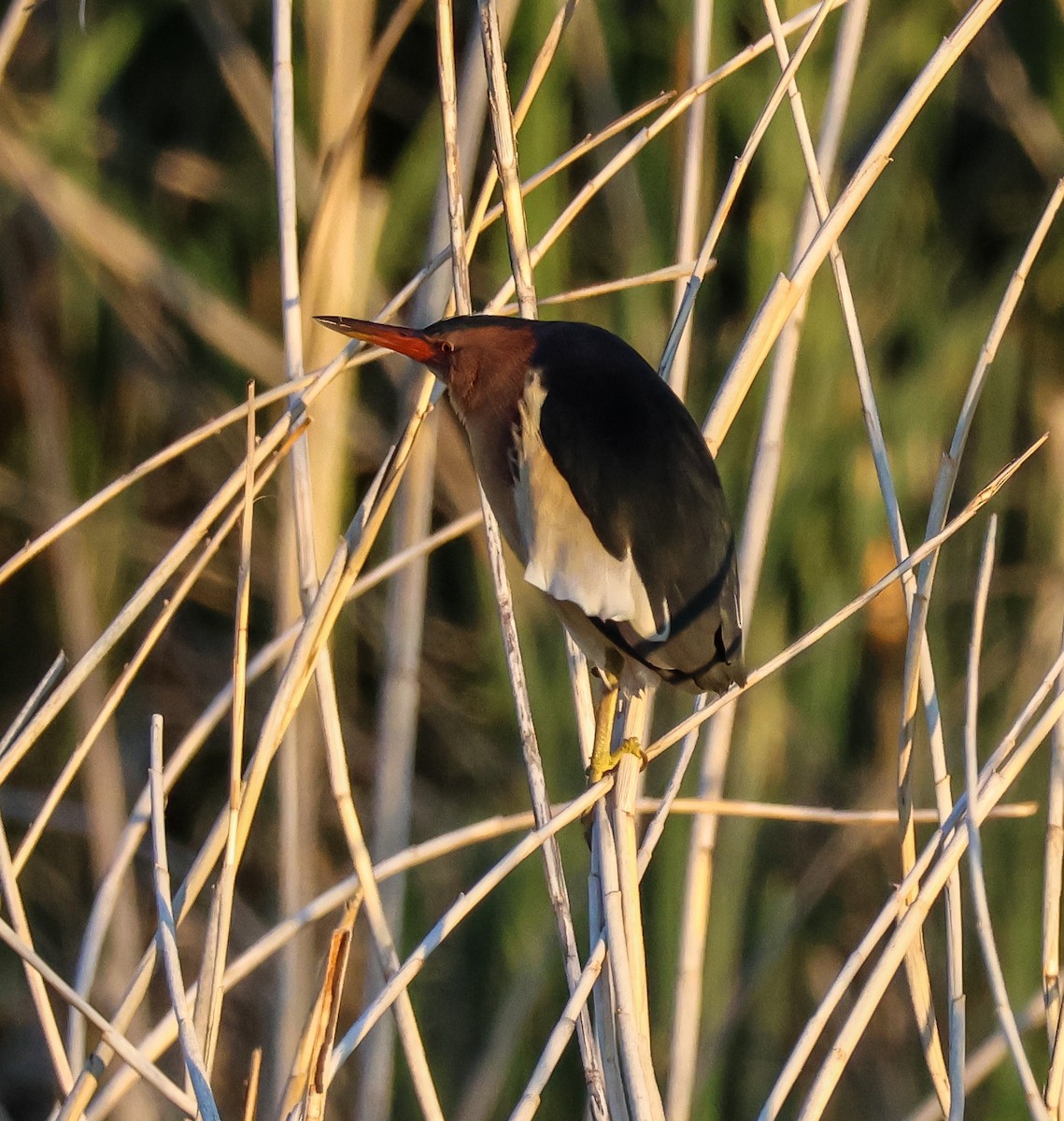 Little Bittern - ML646546367