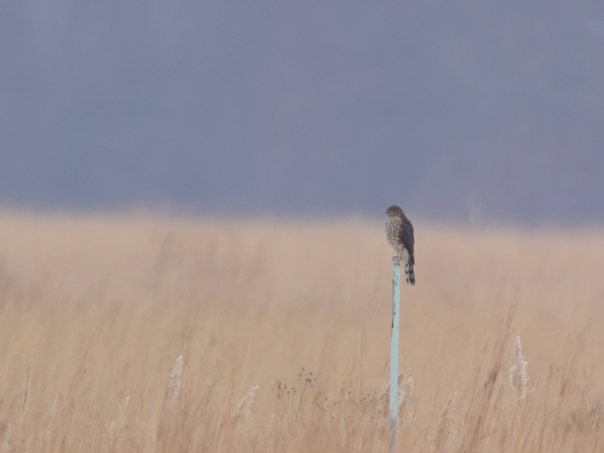 Eckschwanzsperber - ML646546368