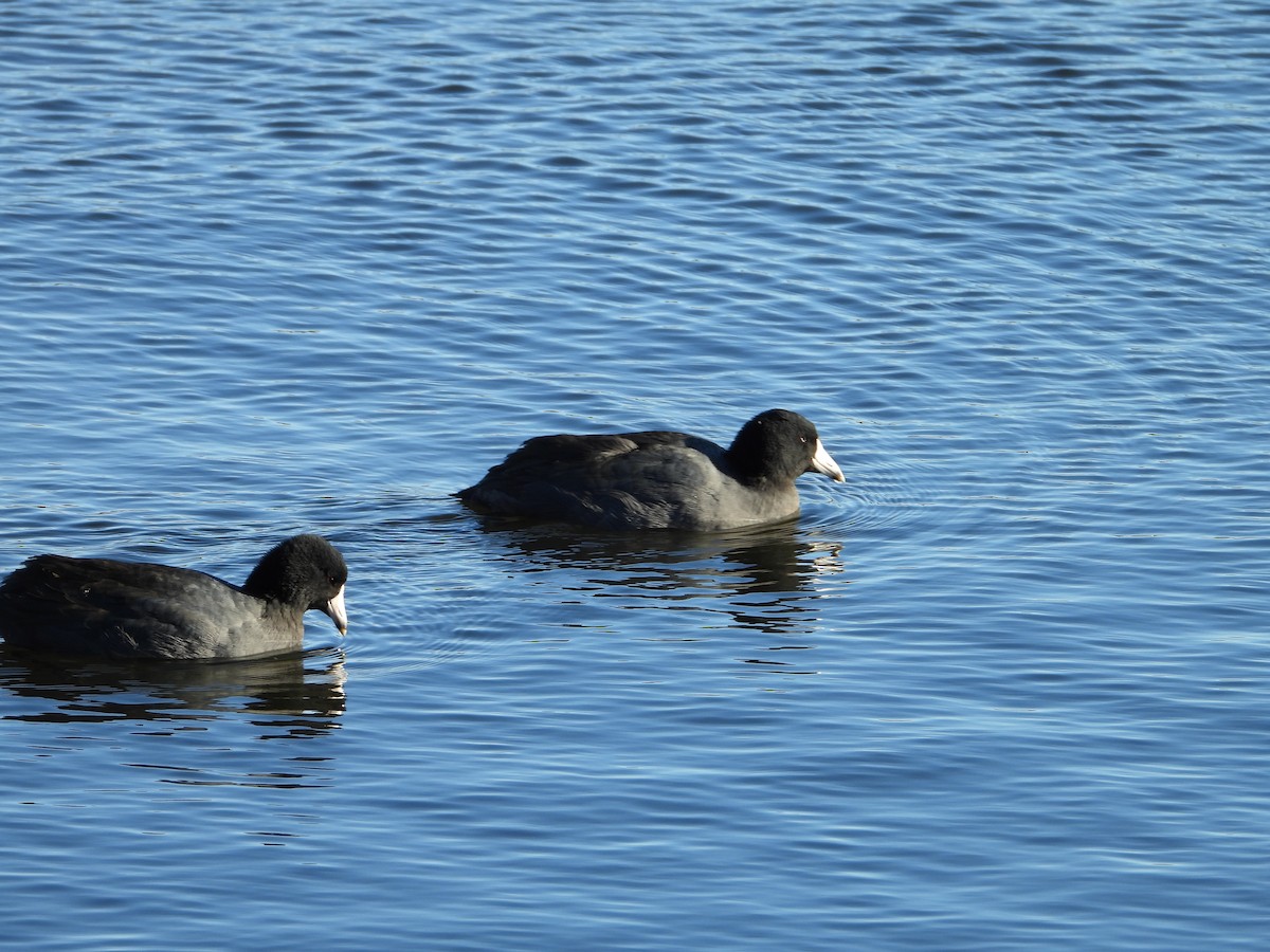 American Coot - ML646546369