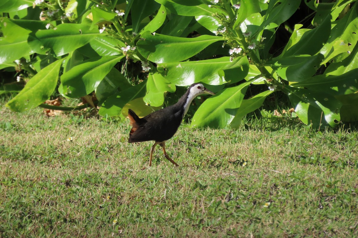White-breasted Waterhen - ML646546370