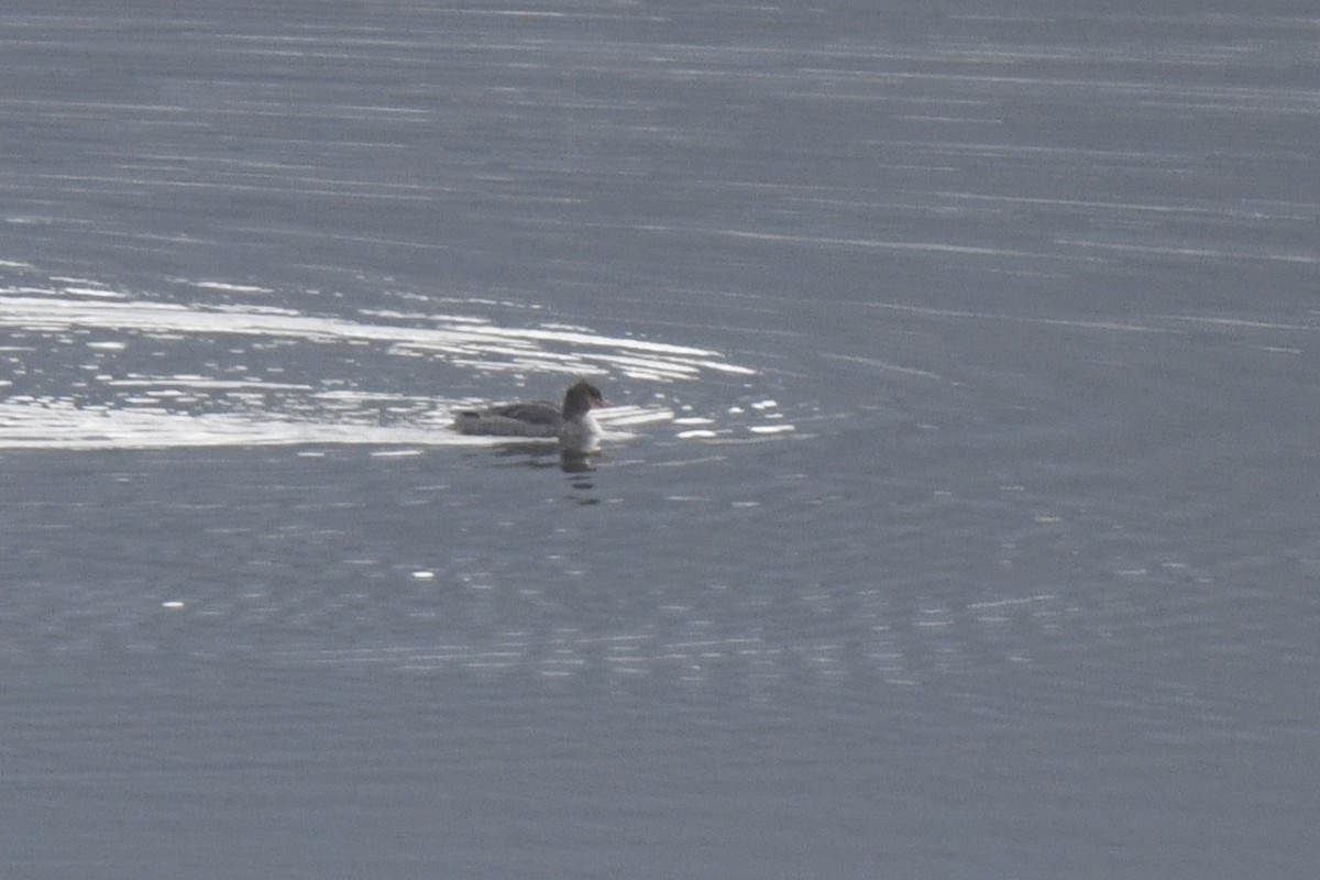 紅胸秋沙 - ML646546371