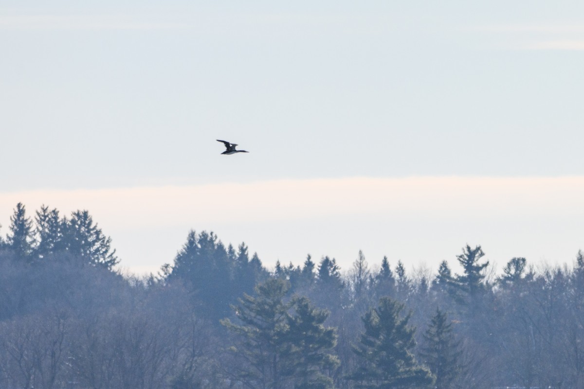 Черноклювая гагара - ML646546387