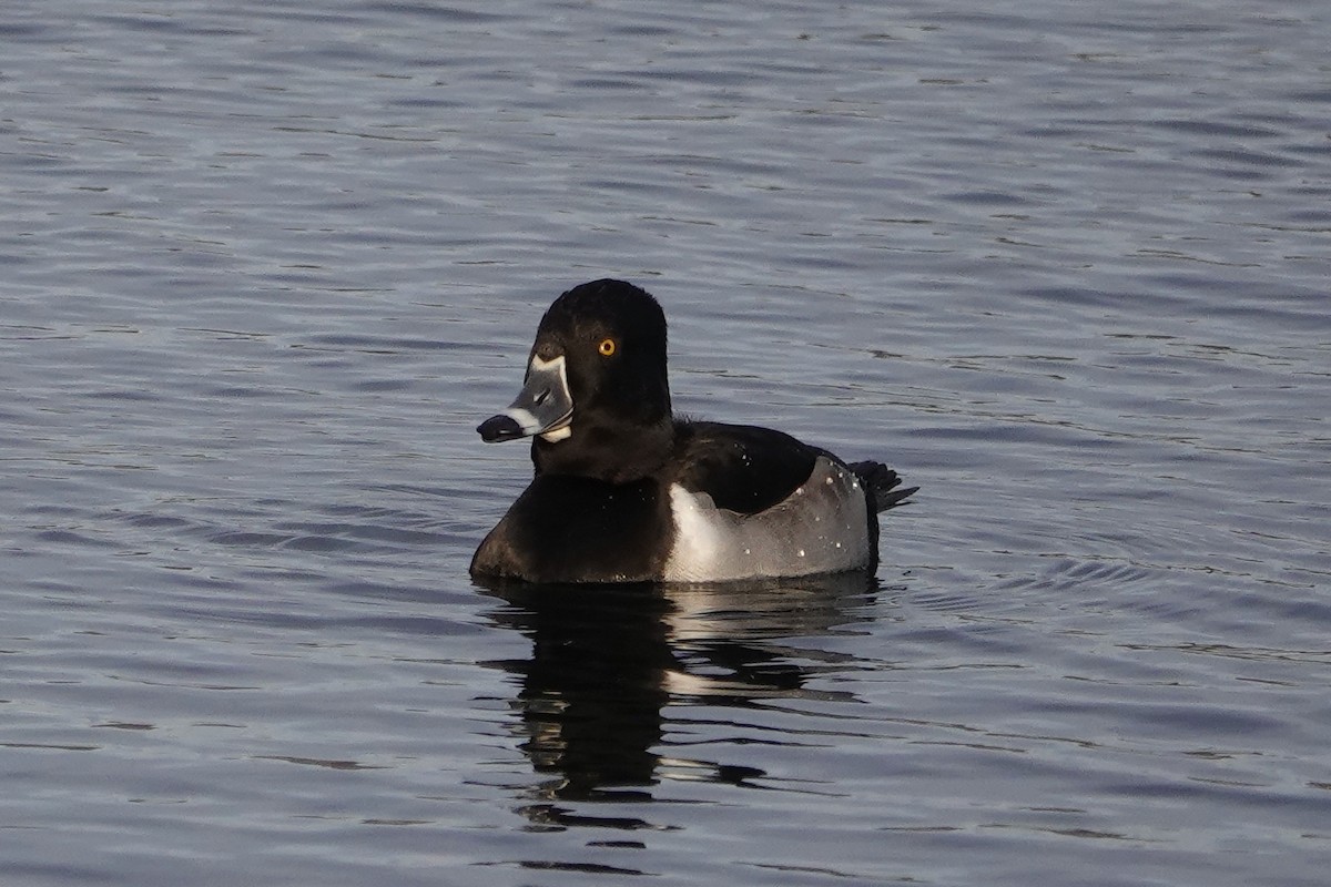 Ring-necked Duck - ML646546388