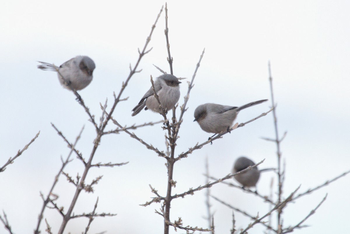 Bushtit - ML646546390