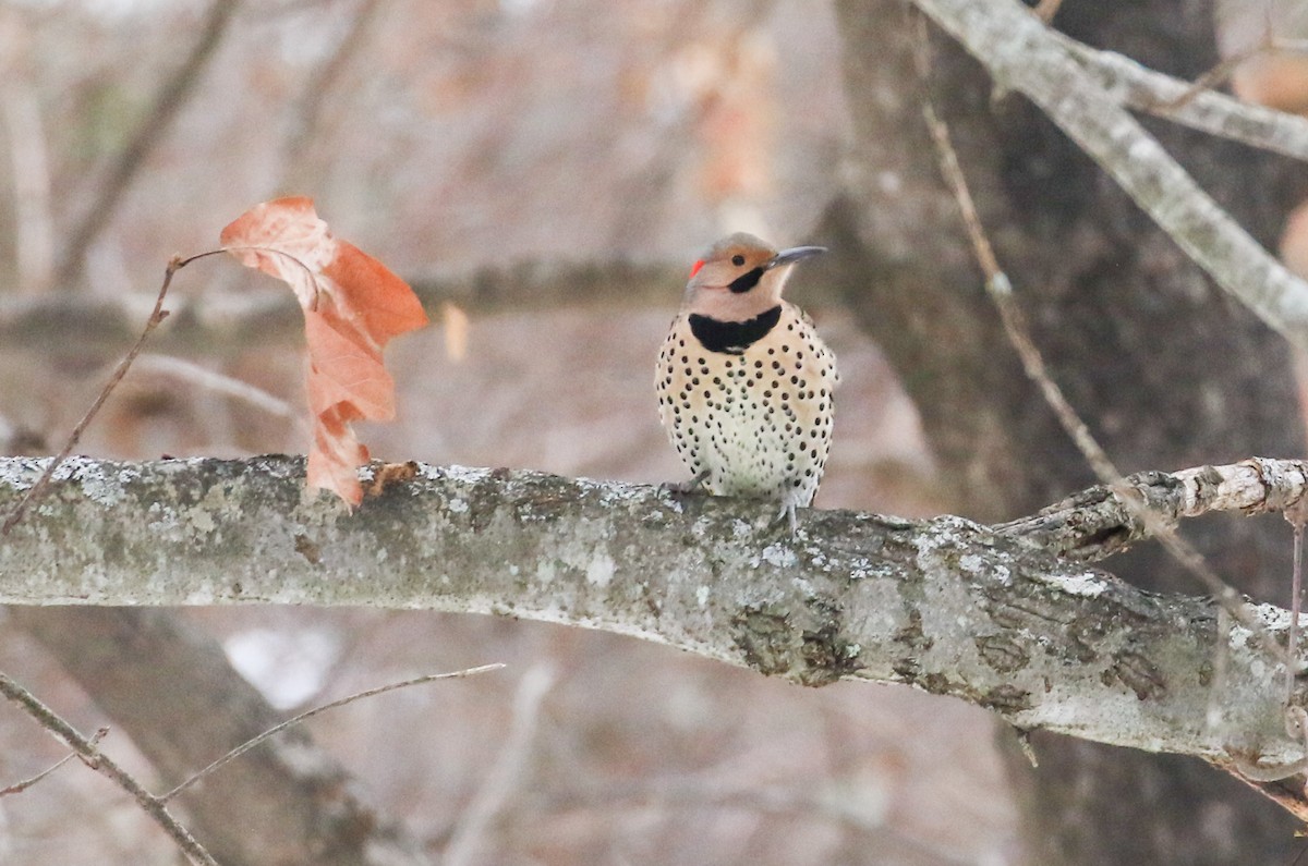 Northern Flicker - ML646546391