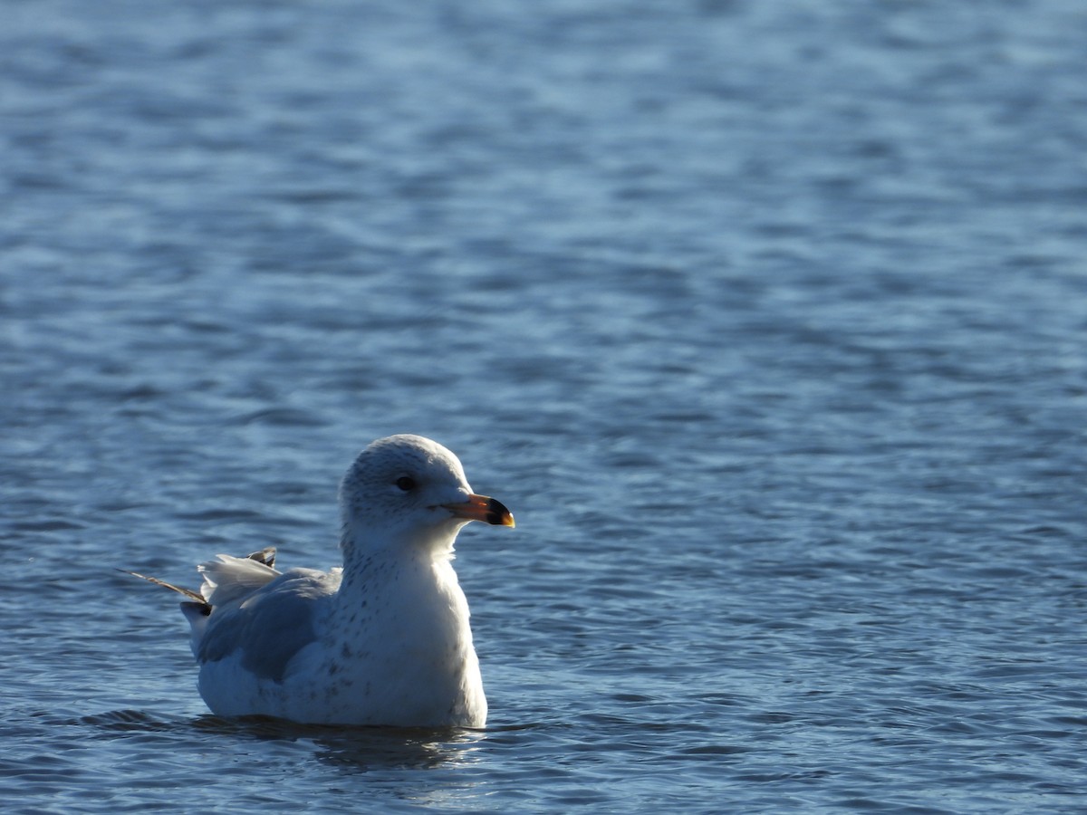 Ring-billed Gull - ML646546393