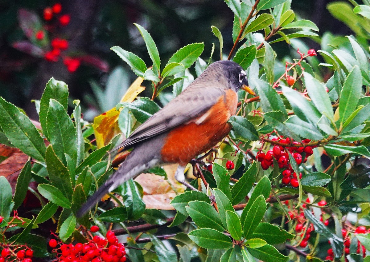 American Robin - ML646546395