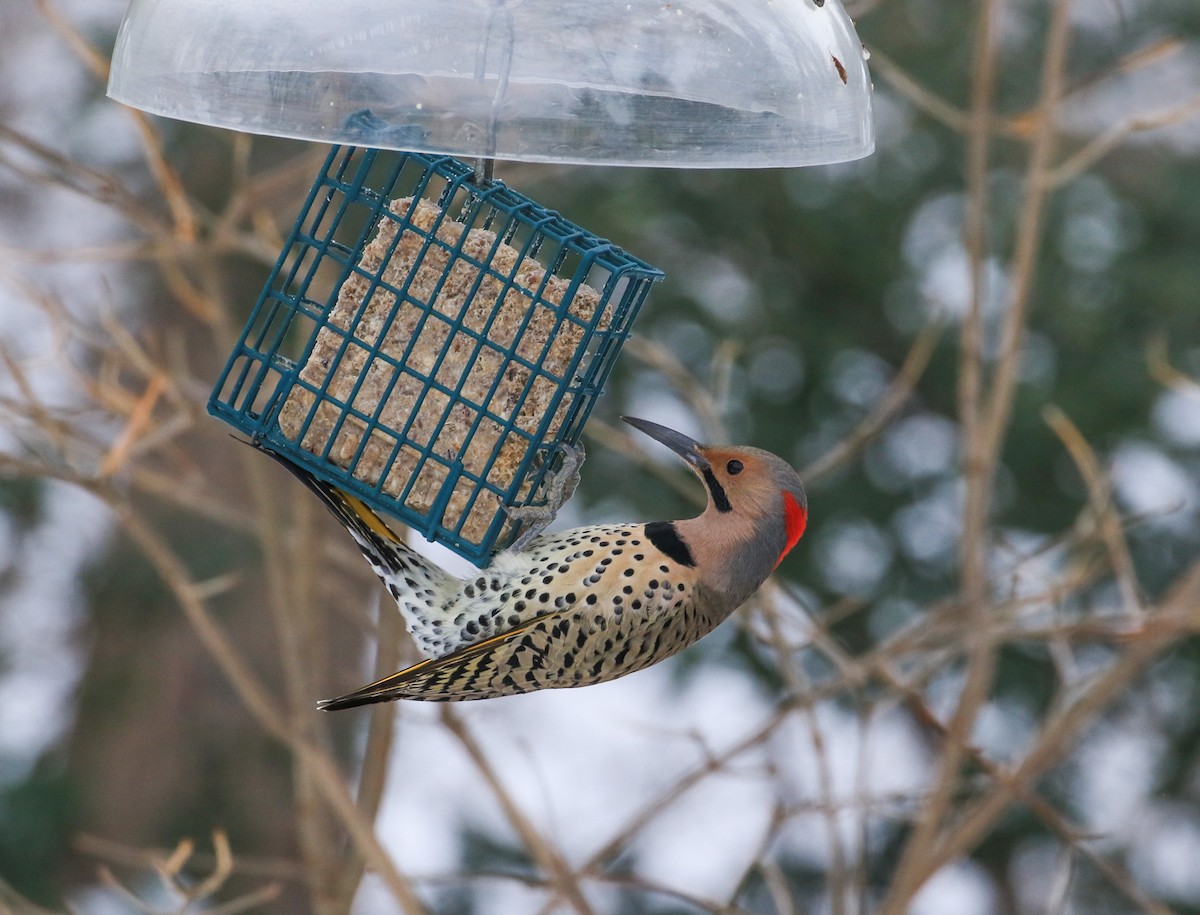 Northern Flicker - ML646546396