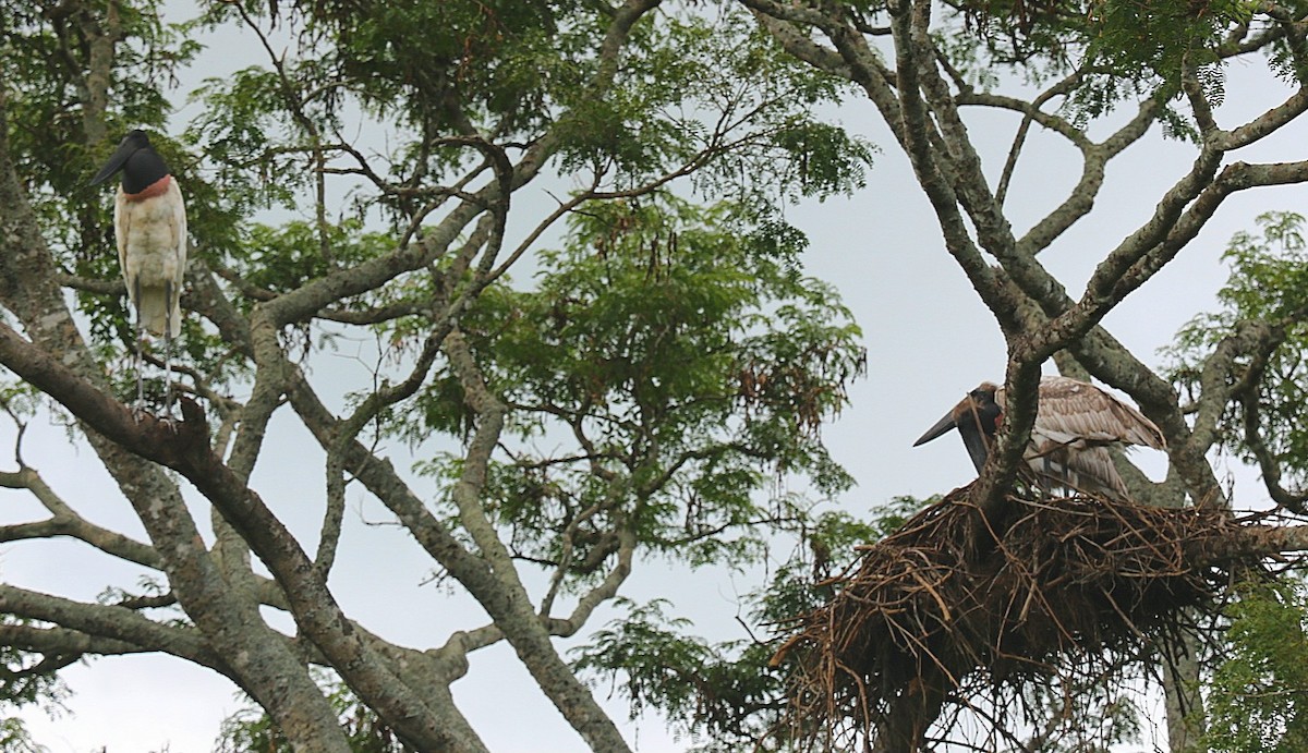 Jabiru - ML646546397