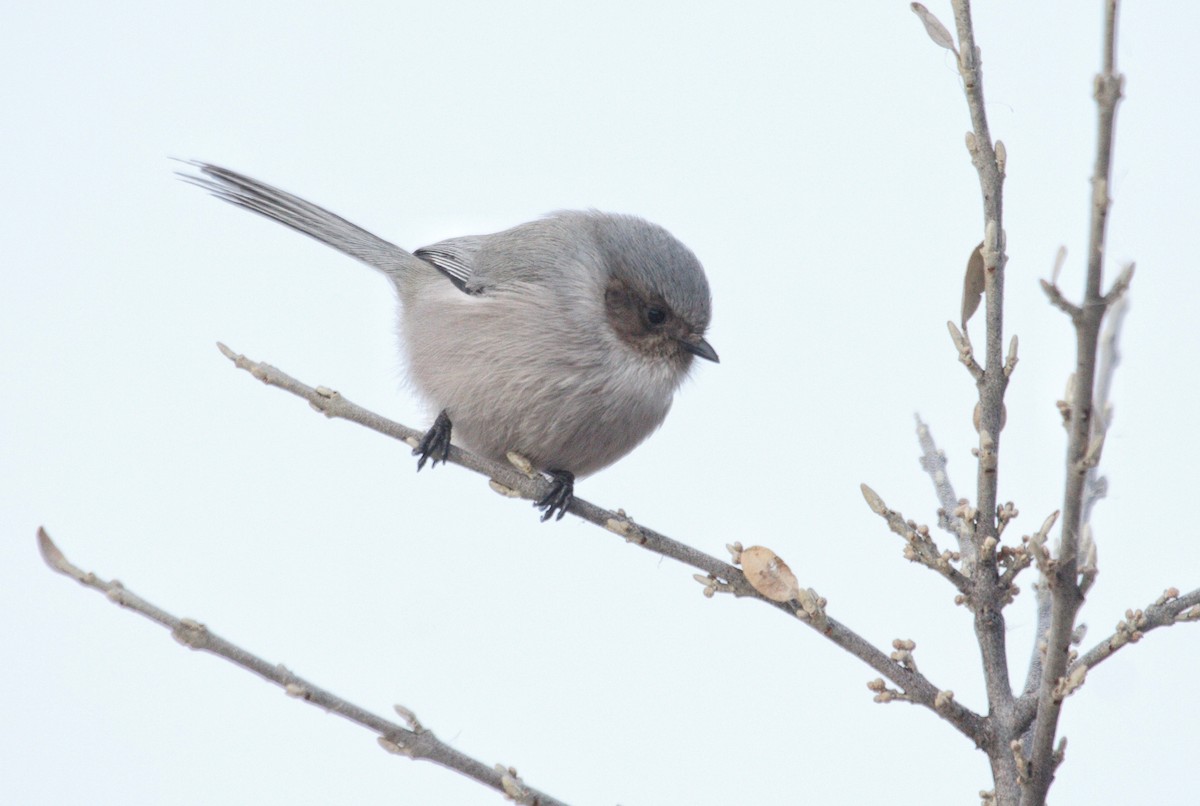 Bushtit - ML646546398