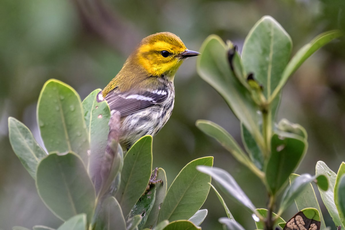 Black-throated Green Warbler - ML646546399