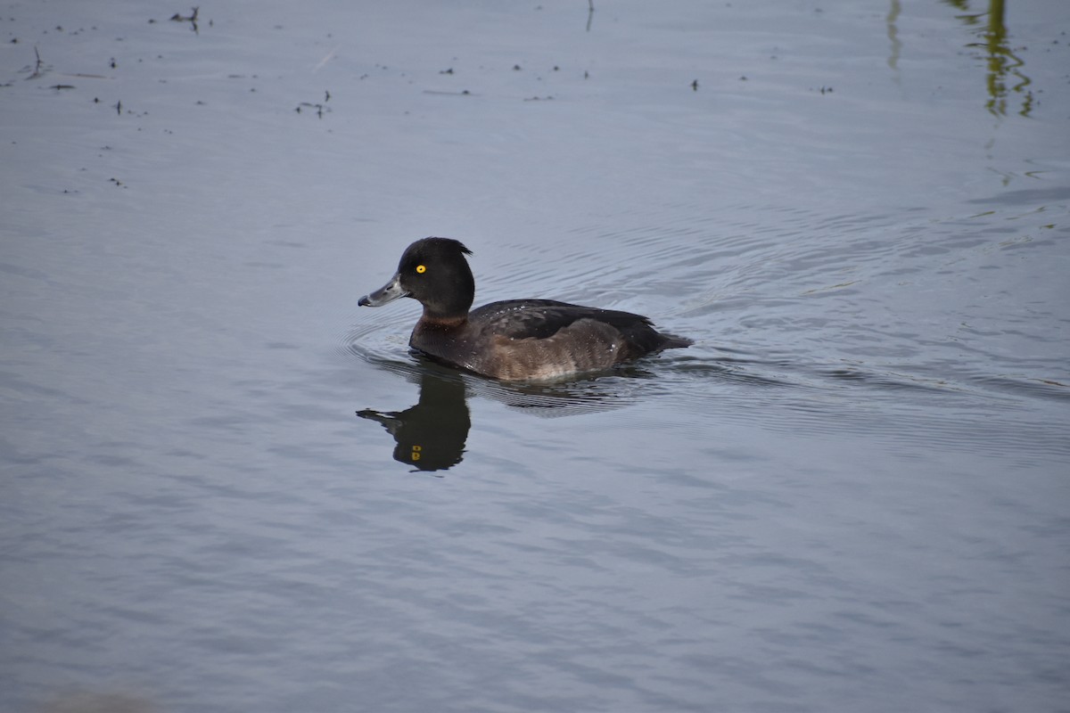 Tufted Duck - ML646546400