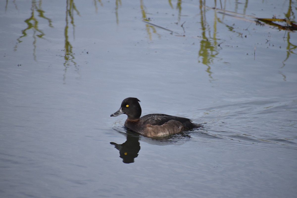 Tufted Duck - ML646546401