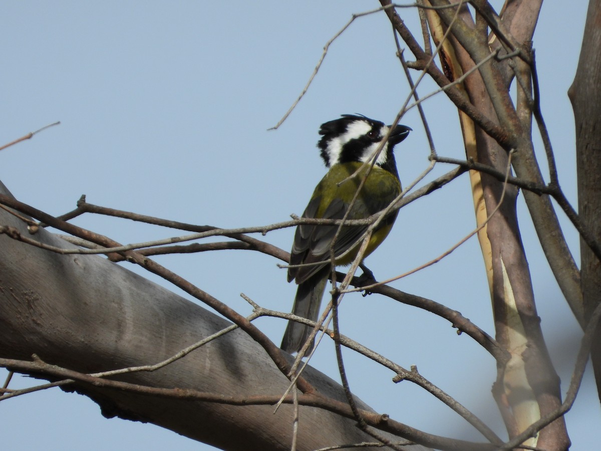 Eastern Shrike-tit - ML646546402