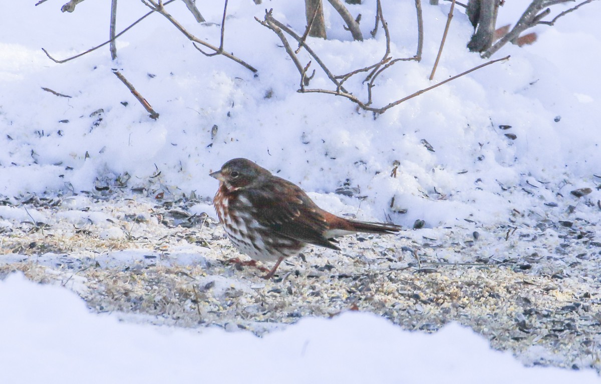 Fox Sparrow - ML646546403