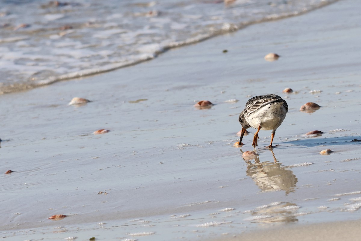 jespák mořský - ML646546405