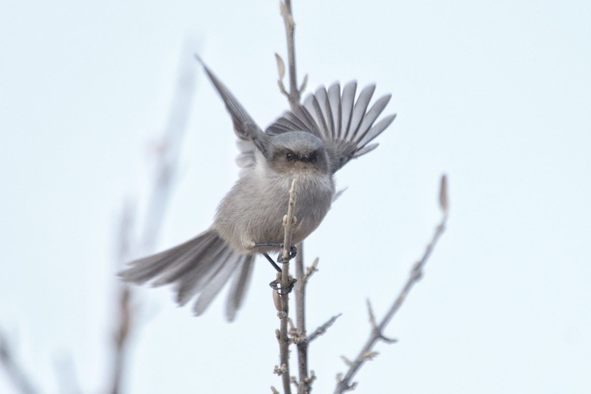 Bushtit - ML646546406
