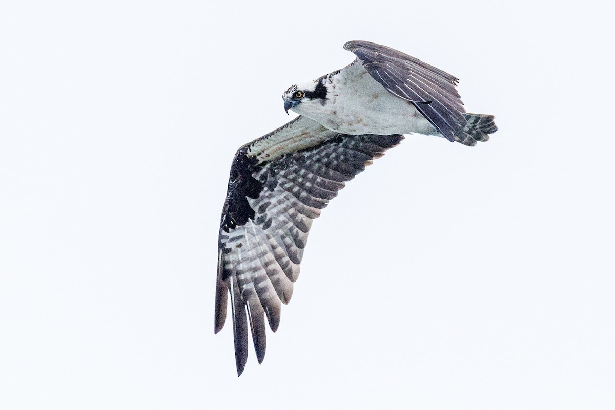 Скопа західна - ML646546407