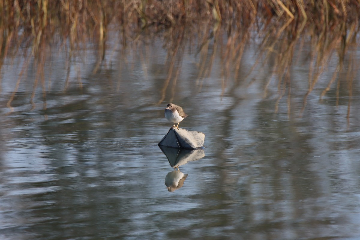 Пятнистый перевозчик - ML646546409