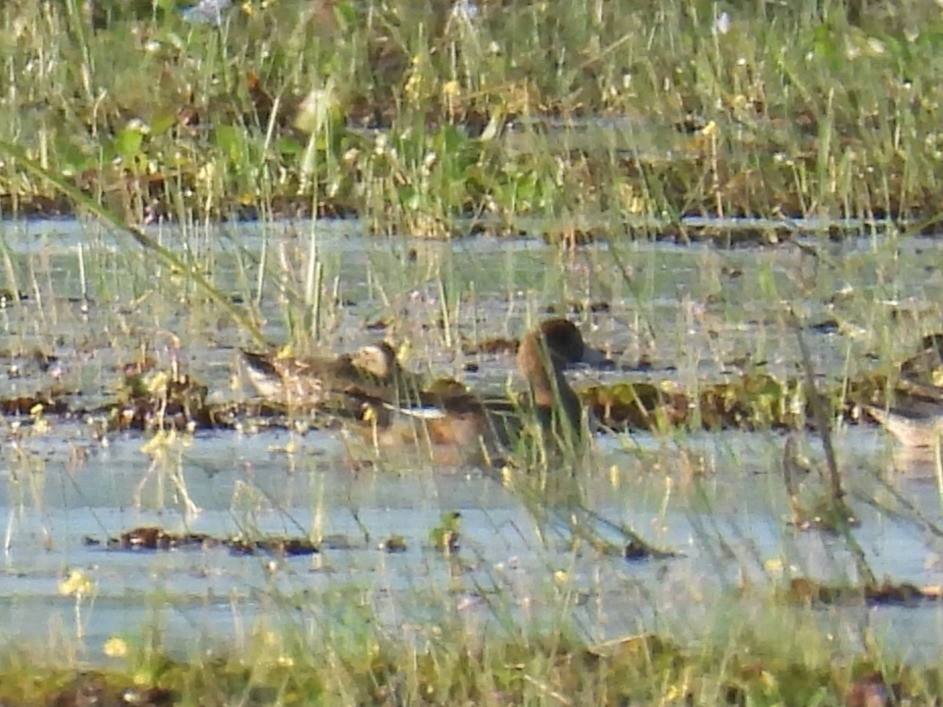 Fischione - ML646546410