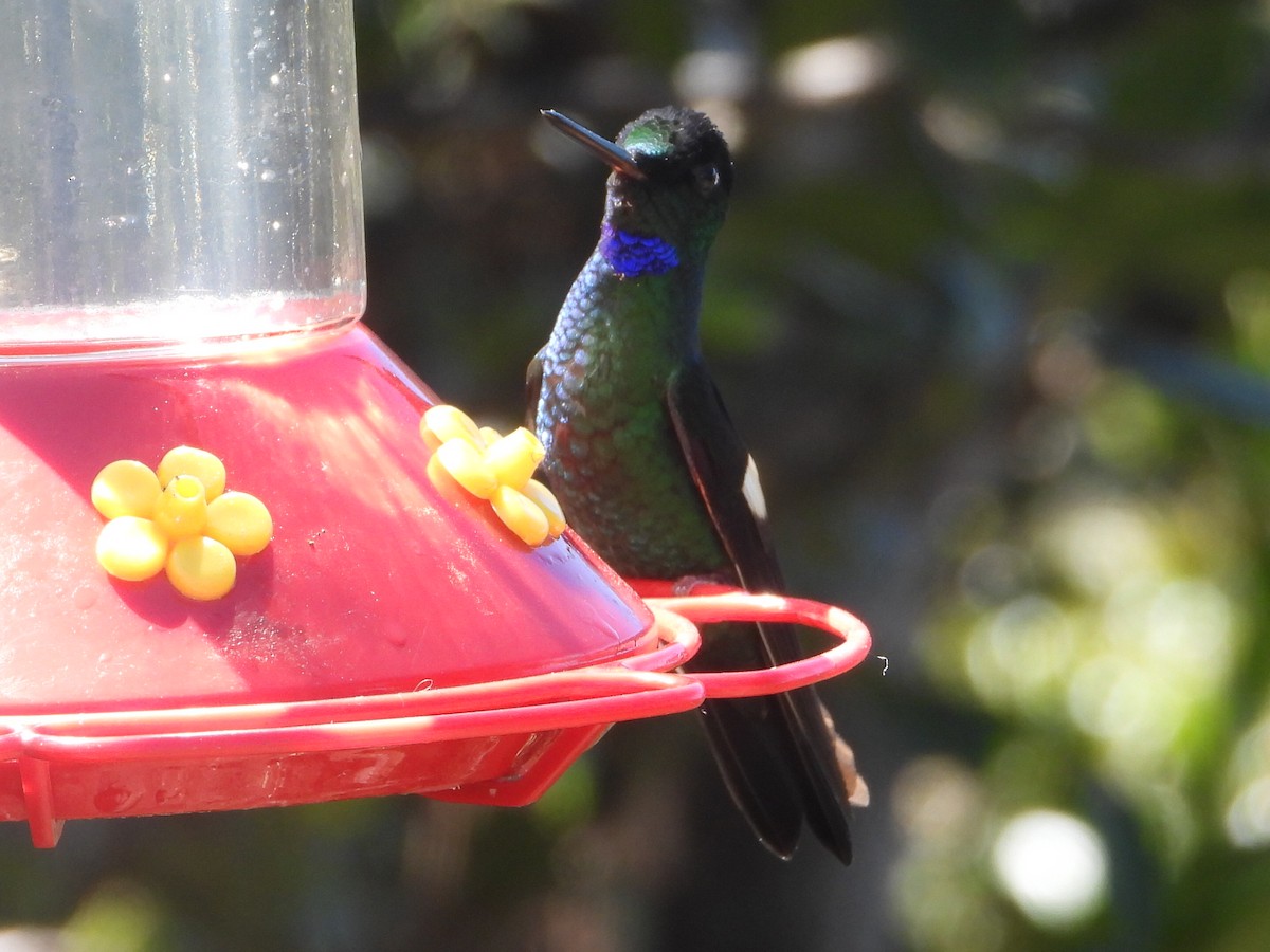 Buff-winged Starfrontlet - ML646546411