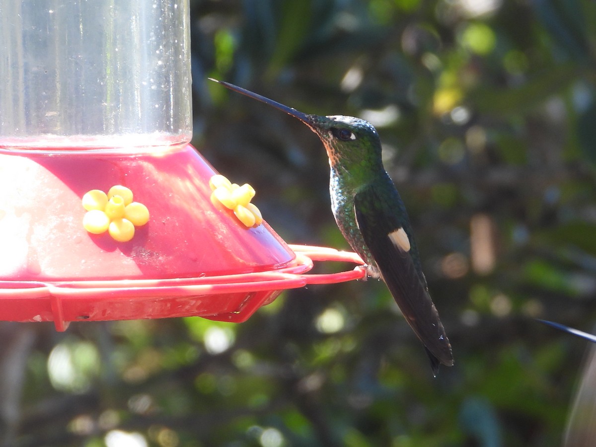 Buff-winged Starfrontlet - ML646546412