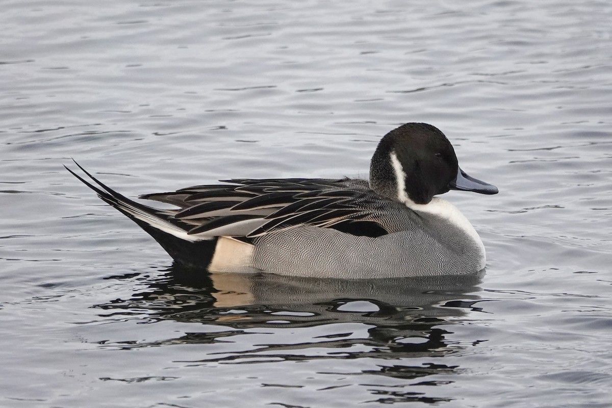 Northern Pintail - ML646546413