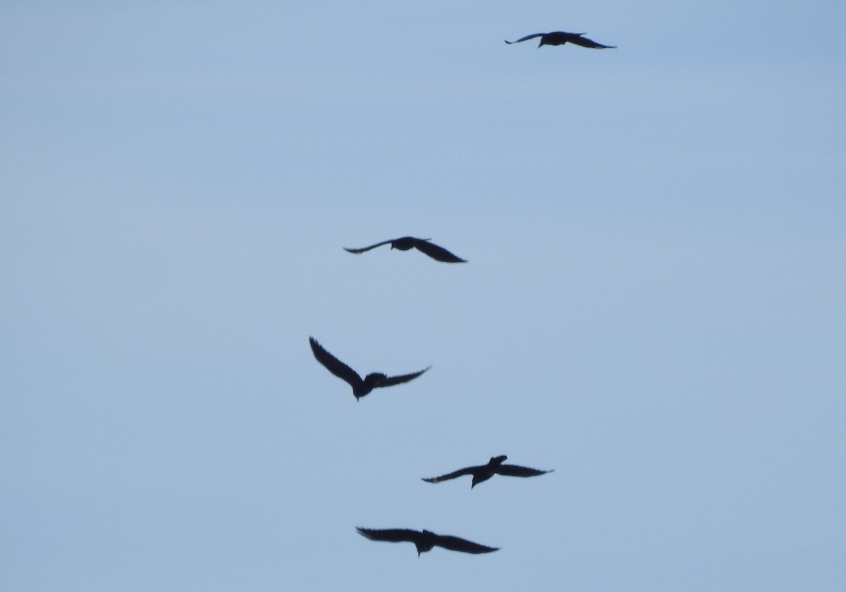 Common Raven - ML646546414